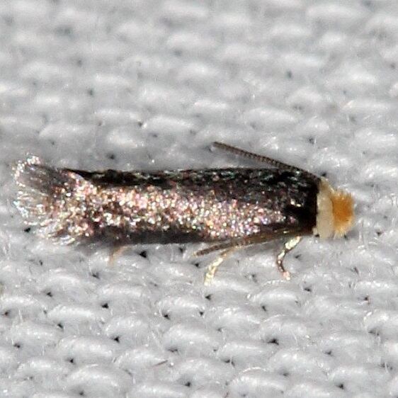 0079-Stigmella-slingerlandella-BG-Lake-Kissimmee-St-PK-Fl-2-28-22-2