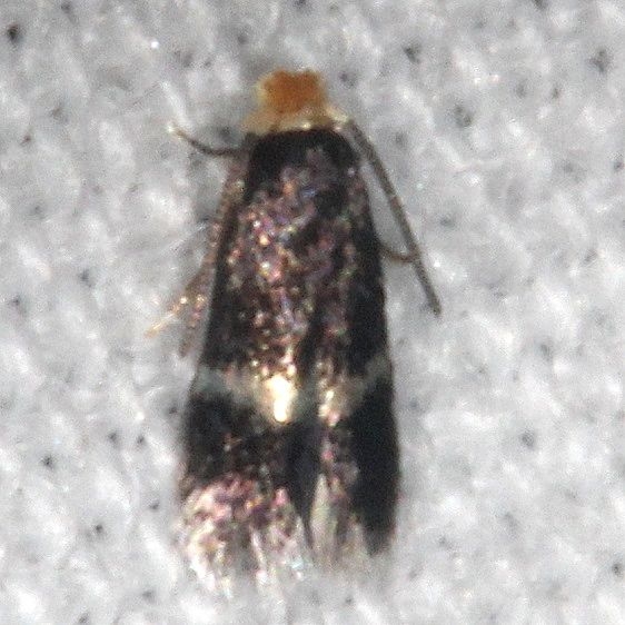 0084 Stigmella populetorum BG tentative yard 7-9-18 (6)_opt