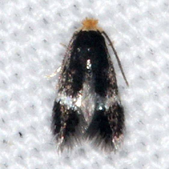 0084 Stigmella populetorum Burr Oak St Pk at cabinsa  6-27-14 (53)_opt