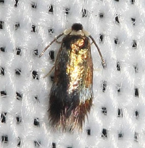 0086.1 Stigmella multispicata yard 8-7-12 (22a)