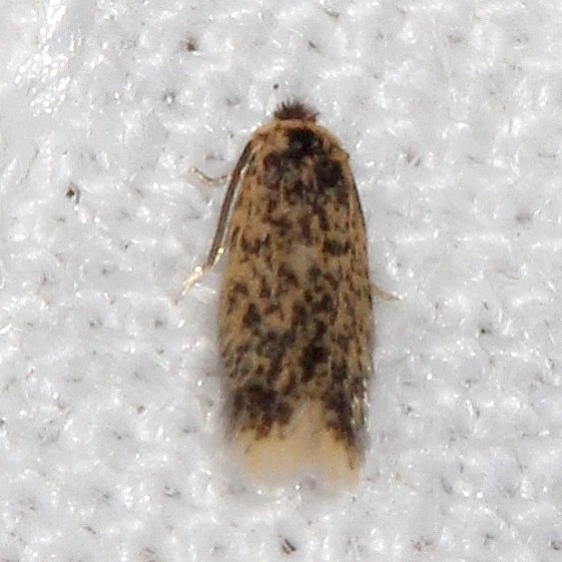 0087 Stigmella saginiella BG Desoto State Park Alabama 9-7-18 (15)_opt