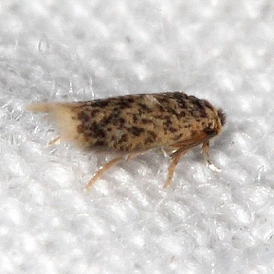 0087 Stigmella saginiella BG Desoto State Park Alabama 9-7-18 (16)_opt