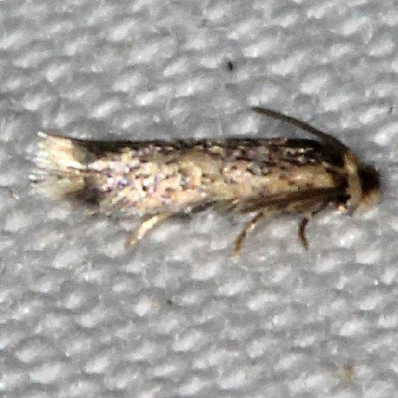 0087 Stimella saginella yard 7-21-20