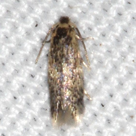 0087-Stimella-saginella-yard-7-21-20-23_opt