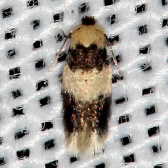 0088 Nepticula macrocarpae Collier Seminole St Pk 3-1-14