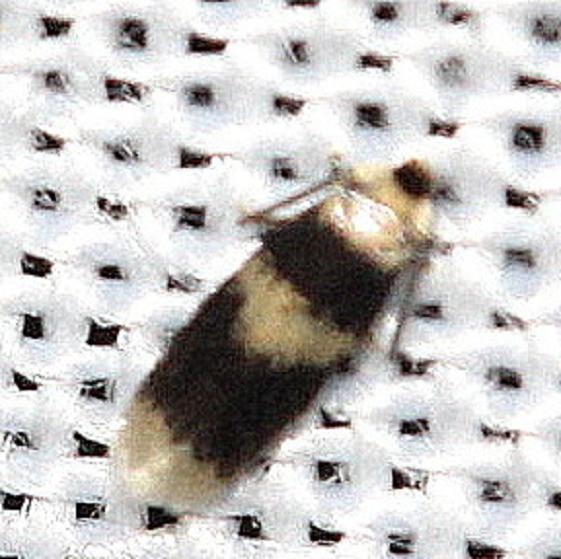 0088 Nepticula macrocarpae yard 8-31-12