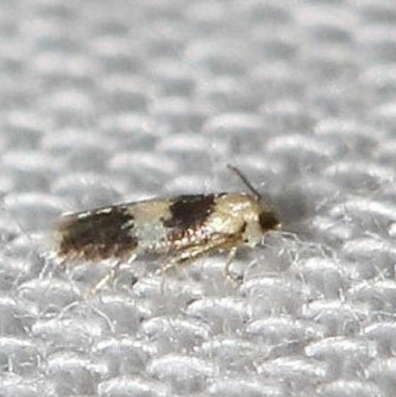 0088 neptiluca macrocarpae Leslie's House Tenn 8-25-12