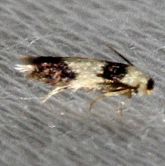 0089 Stigmella nigriverticella Alexander Springs Ocala Natl Forest 3-18-13 (47)