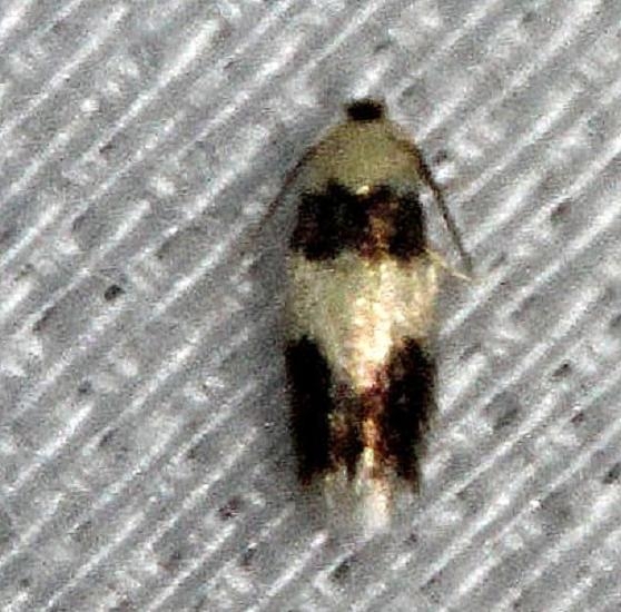 0089 Stigmella nigriverticella Alexander Springs Ocala Natl Foresta 3-18-13 (48)