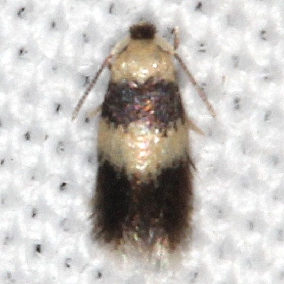 0089 Stimella nigriverticella yard 7-25-20