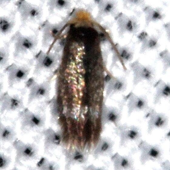 0094-Stigmella-myricafoliella-Koreshan-St-Pk-Fl-1-18-24