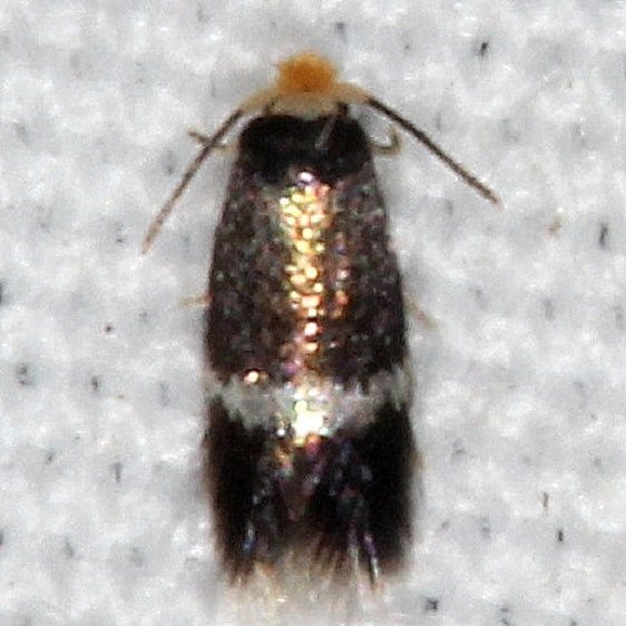 0096-Stigmella-unifasciella-tentative-Moth-yard-7-6-20-8_opt