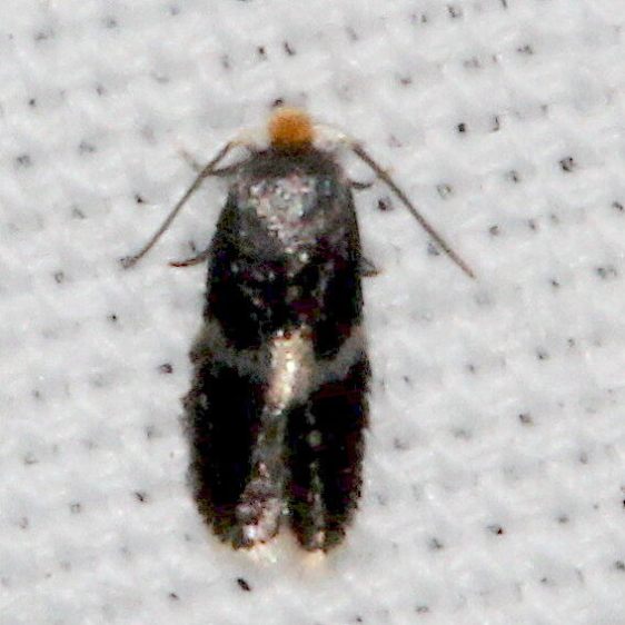 0101-Stimella-altella-tentative-Shawnee-St-Pk-cabin-12-5-17-22-2