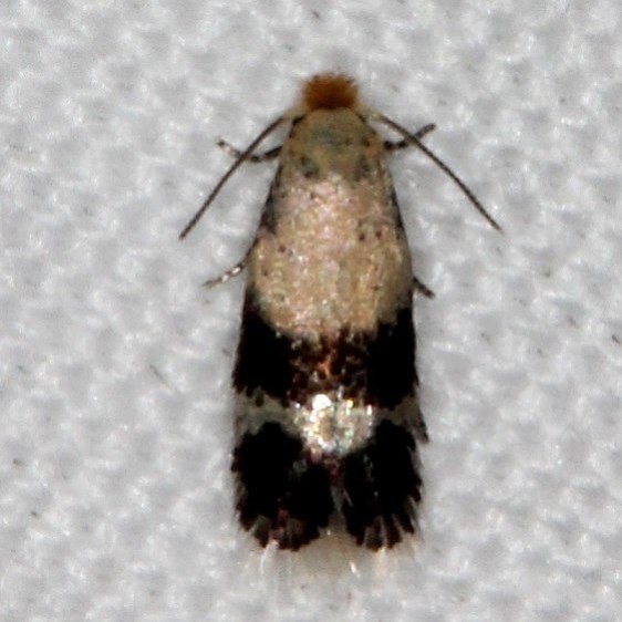 0103 Stigmella alba Devils-Canyon-Manti-La-Sal-Natl-Forest-Utaj-6-8-17-108_opt
