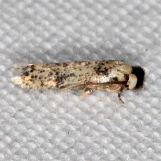 0109 Zimmermannia grandisella-Collier Seminole St Pk Fl 3-8-22
