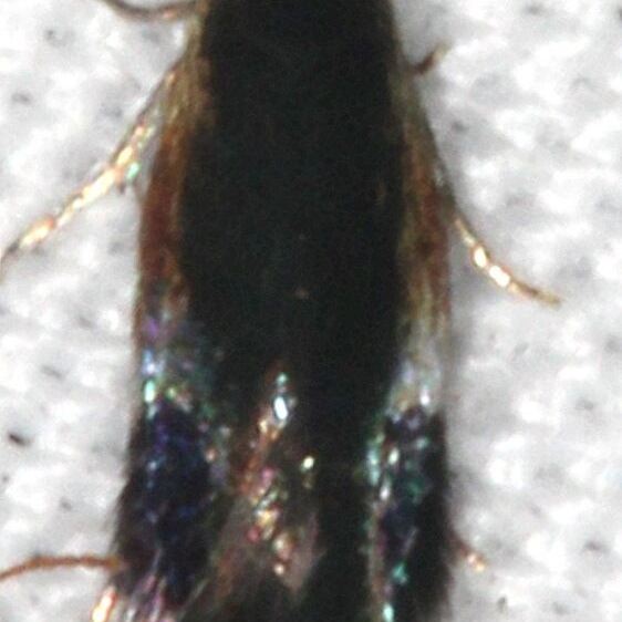 0111-Stigmella-resplendensella-BG-yard-7-8-20