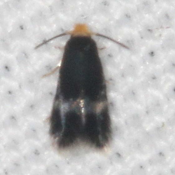 0111 Stigmella r esplendensella yard 8-18-19
