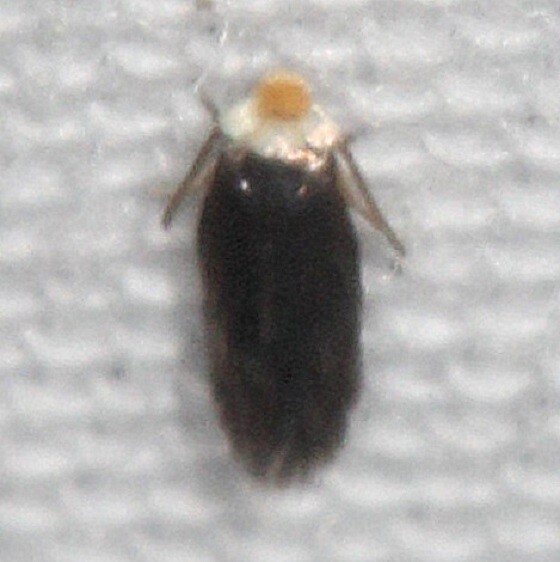 0111.97 Unidentified StigmellaB