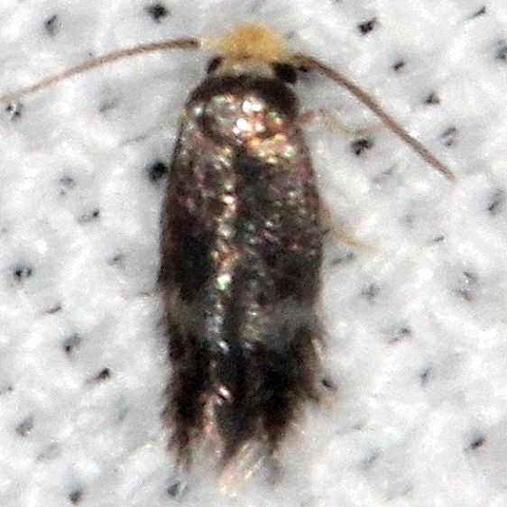 0111.97 Unidentified Stigmella BG Shawnee St Pk cabin10 8-21-19