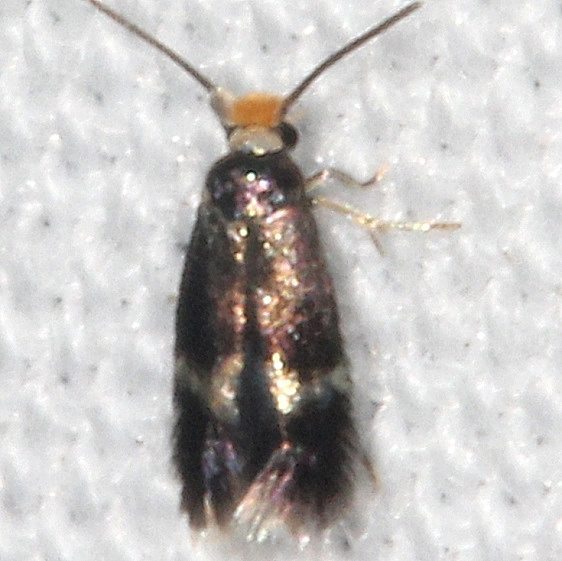 0111.97 Unidentified Stigmella BG yard 8-19-19
