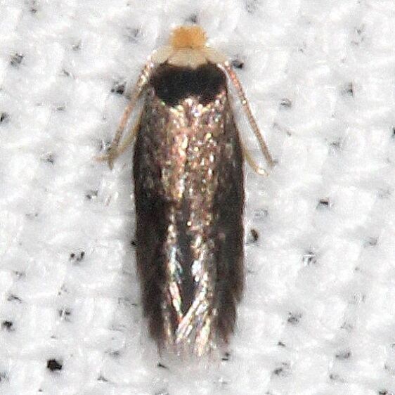 0111.97 Unidentified Stigmella CypressGlenn Silver Lk Fl 3-21-23