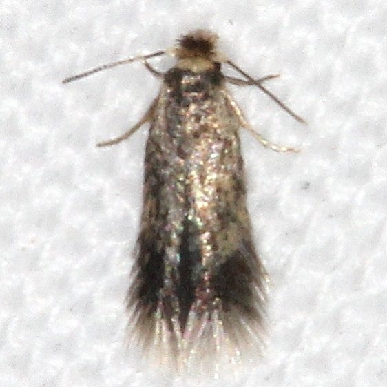 0111.97 Unidentified Stigmella Moth Devil's Canyon Campground National Forest Utah 6-7-17 (1)_opt