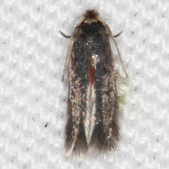 0111.97 Unidentified Stigmella Moth Devil's Canyon Campground National Forest Utah 6-7-17 (3)_opt