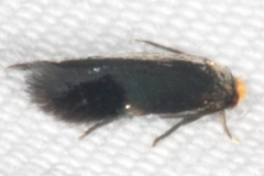 0111.97 Unidentified Stigmella Moth General Butler St Pk Ky 4-19-17 (1)_opt