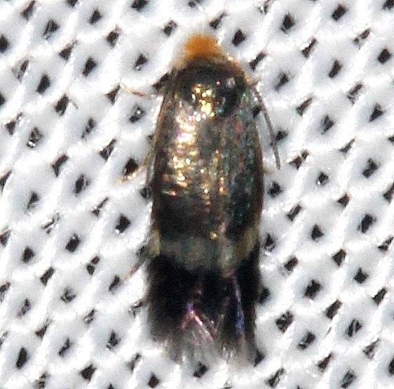 0111.97 Unidentified Stigmella Moth yard 8-14-16 (8a)_opt
