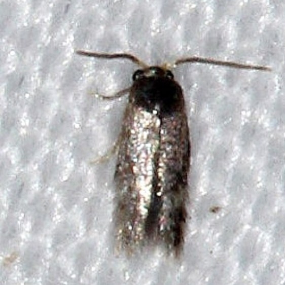 0111.97 Unidentified Stigmella Moth yard 9-5-14