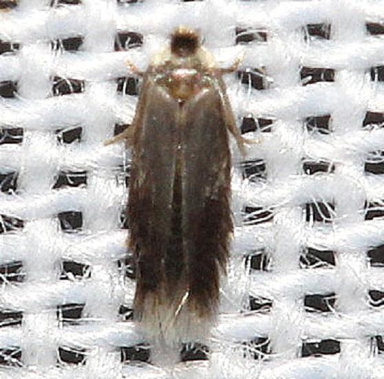 0111.97 Unidentified Stigmella sp yard 9-4-12