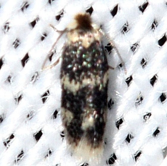 0112 Acalyptris thoracealbella yard 8-22-12