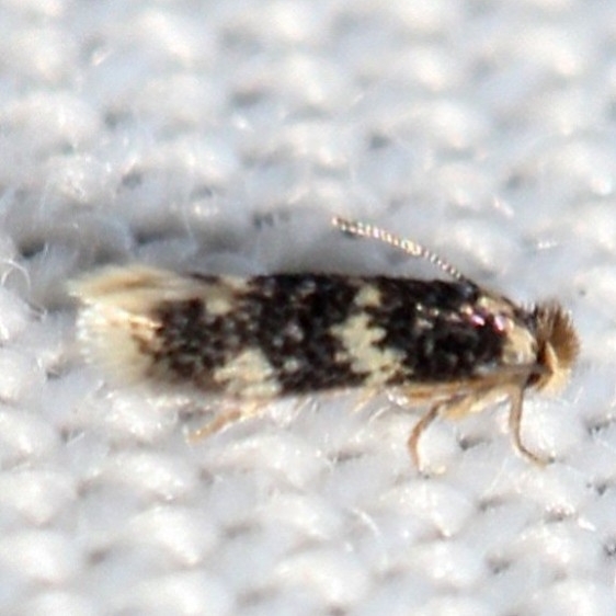 0112 Acalyptris thoracealbella yard 8-22-12