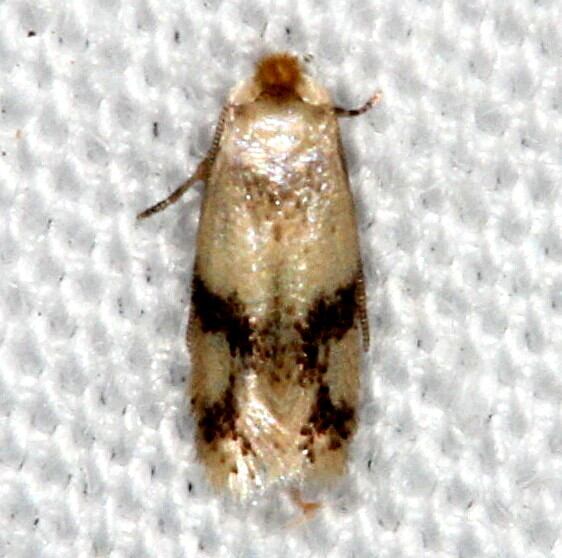 0112.1-Acalyptris-bipinnatellus-BG-2024-Silver-Lake-Cypress-Glenn-Fl-3-18-15