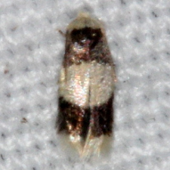 0118-Enteucha-gilvafascia-Mahogany-Hammock-Everglades-3-1-15-87