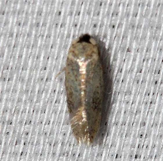 0118.97 Unidentified Nepticulidae Moth Alexander Springs Ocala Natl Forest 3-19-13