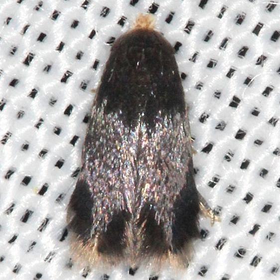 0118.99-Unidentified-Nepticulidae-sp-yarda-6-5-13-88.JPG