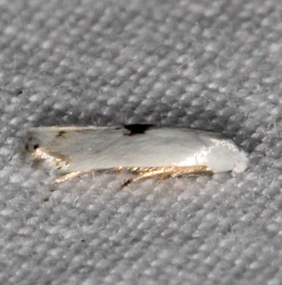 0119 Pseudopostega cretea 7-1-19