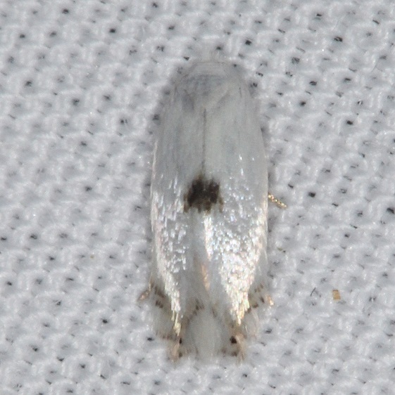 0119 Pseudopostega cretea 7-1-19