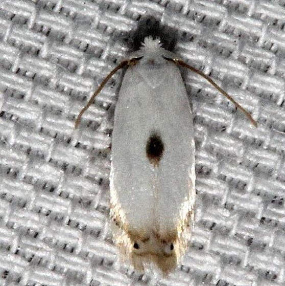 0119 Pseudopostega cretea Kissimmee Prairie St Pk 3-11-13