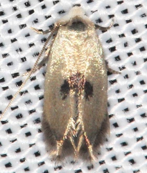 0119 Pseudopostega cretea Lake of the Woods Ontario 7-25-16 (8a)_opt