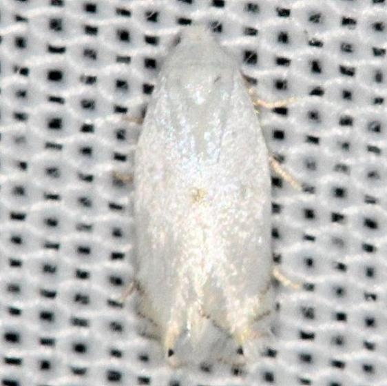 0122 Gooseberry Barkminer Moth yard 5-29-13