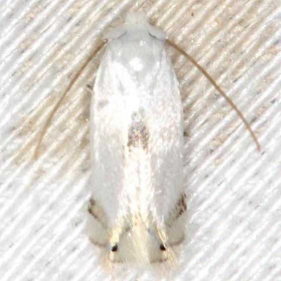 0122 Gooseberry Barkminer Moth yard 7-16-13