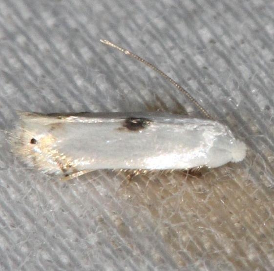 0122 Gooseberry Barkminer Moth yard 7-16-13