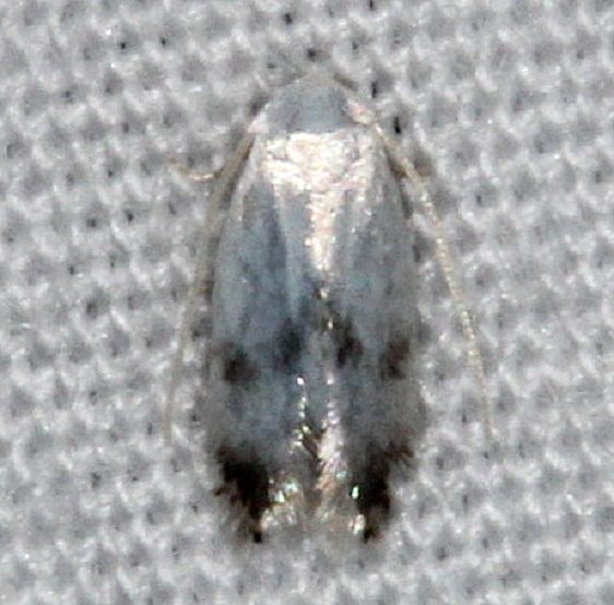 0125 Opostegoides scioterma yard 7-12-14
