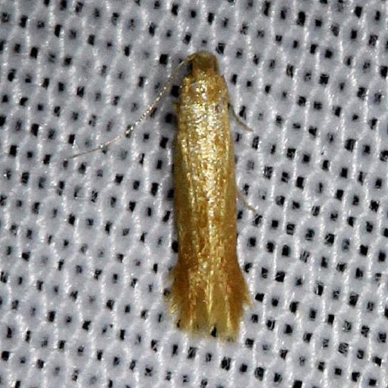 0126 Coptotriche citrinipennella Alexander Springs Ocala Natl Forest 3-18-13
