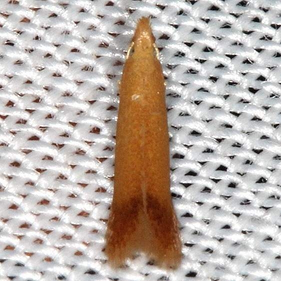 0126 Coptotriche citrinipennella Rodman Campground Fl 3-21-14