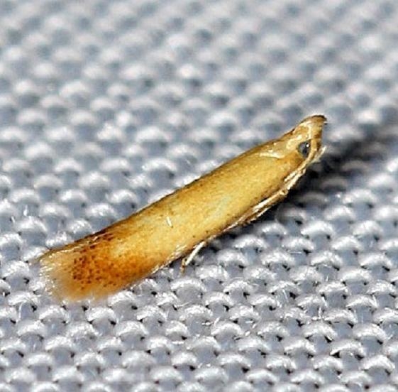 0126 Coptotriche citrinipennella yard 7-23-12
