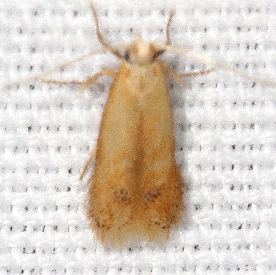 0129 Coptotriche badiiiella tentative looks like BOLD pic range good Carter Caves St Pk Ky 4-24-19