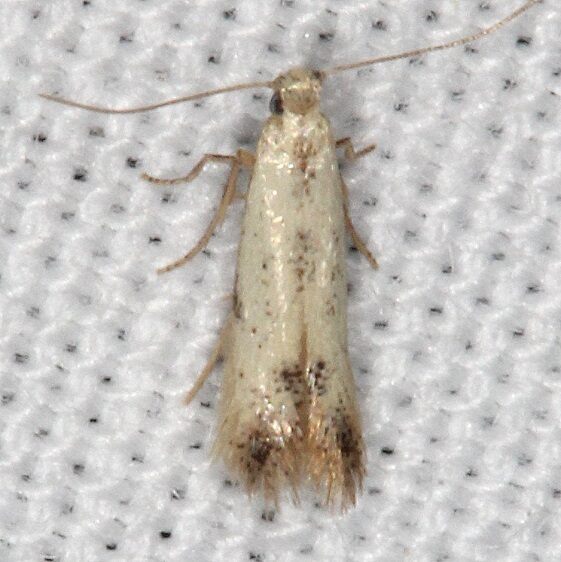 0135 Coptotriche purinosella Shawnee St Pk cabin-12 5-17-22